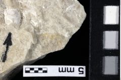 Foto (Detailansicht) von Cracensigillatus acutirostrus (Moericke, 1889) (NHMW-GEO-1990-0041-0169)